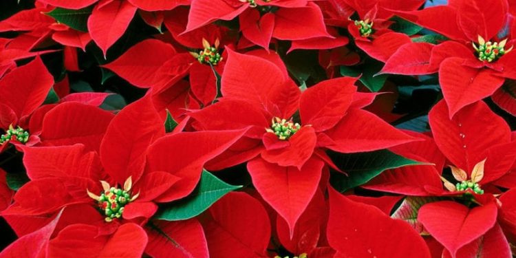 coronavirus Christmas Christmas Eve