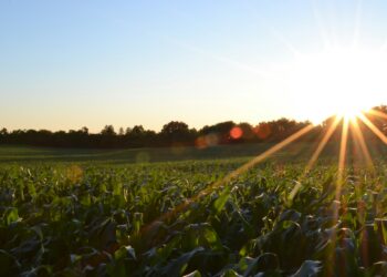 Enhancing Livestock Nutrition through Strategic Crop Selection