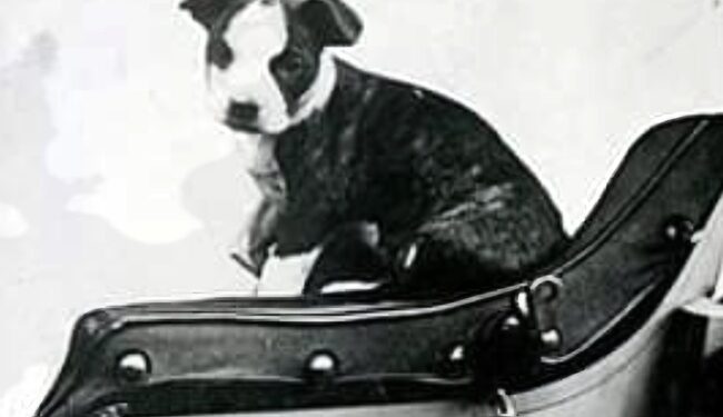 Honk Honk Becomes the First Dog to Travel Around the Globe