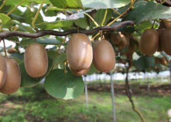 EU Reinforces Food Safety and Quality with ‘Garden of Europe’ Initiative