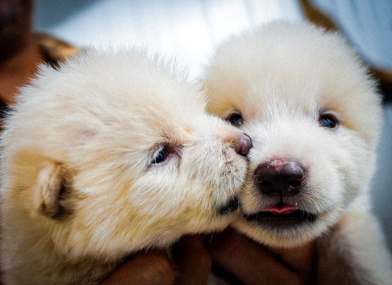 Beyond Dire Wolves and De-Extinction: Colossal Foundation Launches Species Reintroduction Fund to Save Living Species